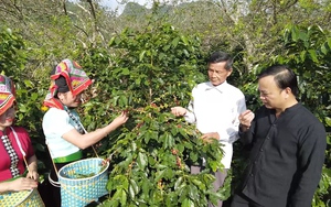 Nhiều giải pháp nâng chất lượng cho cà phê Sơn La