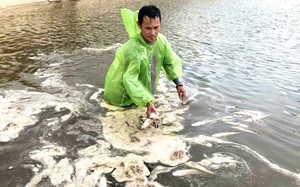Sét đánh chết hàng tấn cá lóc của nông dân Quảng Bình, hiện tượng hiếm thấy đến xót ruột