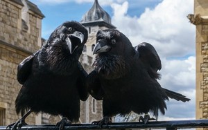 Truyền thuyết về loài quạ đen bảo vệ tháp London và nước Anh khỏi sụp đổ