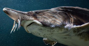 Loài "cá hoàng gia" đặc sản được ưa chuộng trên toàn thế giới, Sa Pa, Đà Lạt có rất nhiều