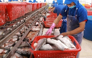 Xuất khẩu cá tra sang Phillippine tăng gấp 5 lần trong tháng 9