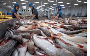 Đài Loan cập nhật danh sách các doanh nghiệp thủy sản Việt Nam được phép xuất khẩu sang Đài Loan
