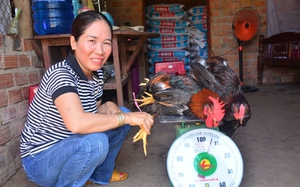 Quảng Ngãi: Được hỗ trợ 1.000 con gà kiến từ chương trình khuyến nông, 3 tháng sau đạt kết quả bất ngờ