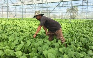 Hà Nội tham vọng 70% sản phẩm nông nghiệp ứng dụng công nghệ cao