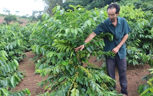 Giống cà phê mới bén rễ ở vùng cao Sơn La