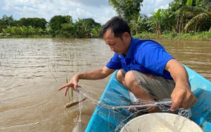 Con ếch, con đặc sản bình dân đang tăng giá tốt nhất ở Hậu Giang, thương lái vô khuân đi cả đàn - Ảnh 6.