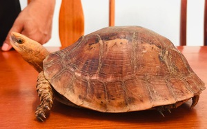 Săn bắt, buôn bán rùa diễn ra phổ biến nhất nhất trong các loài hoang dã ở Việt Nam