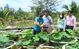 Trồng "cây cảnh" mọc dưới nước, trai làng Thừa Thiên Huế thu tiền tỷ
