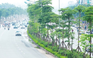 Hé lộ nguyên nhân Bộ Công an yêu cầu định giá cây xanh ở Hà Nội