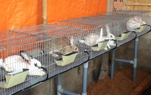 Cùng hợp tác chăn nuôi thỏ sạch, tổng đàn lên đến 20.000 con, đa dạng sản phẩm, nâng cao thu nhập