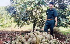 Trồng sầu riêng cây thấp tè đã ra đầy trái, một ông nông dân Gia Lai cắt hàng đống, thu tiền tỷ