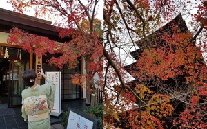 Du lịch Nhật Bản với truyền thống "săn" lá mùa thu gây nghiện cho dân ưa sống ảo