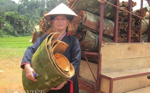 Trồng một loài cây cay từ lá tới vỏ, nông dân huyện Văn Yên có doanh thu &quot;khủng&quot; 1.000 tỷ đồng