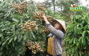 Trồng giống cây đặc sản Hưng Yên trong vườn cà phê ở Đắk Nông, bất ngờ cây thấp tè đã ra trái quá trời