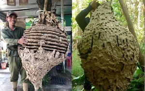 Tổ ong "khủng" 16 tầng, nặng 21kg vừa được "thợ săn" ong ở Hà Tĩnh tìm thấy ở rừng biên giới giáp Lào