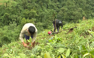 Huyện biên giới Nậm Nhùn nỗ lực phát triển rừng
