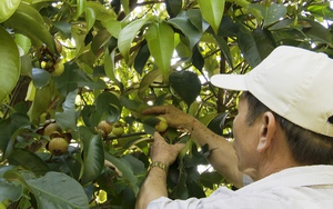 Quảng Nam: Nông dân vùng thủ phủ cây ăn quả chia sẻ kinh nghiệm làm vườn cho thu nhập trăm triệu