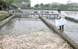 Dấu ấn khuyến nông: Làm &quot;sông trong ao&quot;, thả nuôi cá dày đặc, bắt lên toàn con to khoẻ, bán đắt hàng (Bài 7)