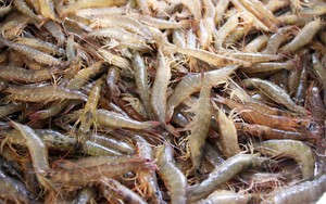 Loài tôm "nhỏ nhưng có võ" chế biến được bao món đặc sản nức tiếng ở đất Cà Mau