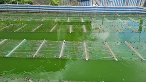 Nuôi ếch Thái Lan cho đẻ hàng đàn, nông dân Đồng Tháp Mười bỏ túi hàng trăm triệu đồng mỗi năm