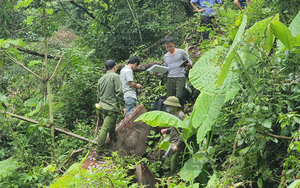 Bí thư, Chủ tịch huyện Bắc Mê, Hà Giang bị kỷ luật khiển trách vì để xảy ra phá rừng