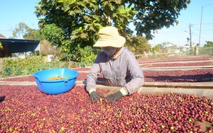 Tại sao giá cà phê của Việt Nam bán sang Trung Quốc lại thấp hơn các nước khác cả nghìn USD/tấn?