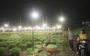 Vùng đất ở Khánh Hòa cứ đến tối là cánh đồng bật đèn sáng trưng, dân đang &quot;nuôi&quot; cây cảnh bán Tết