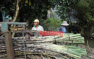 Thứ cây làm nước giải khát tăng giá kỷ lục chưa từng thấy ở Hậu Giang, cứ chặt 1 công nông dân lãi 20 triệu