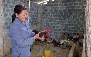 Hòa Bình: Nuôi gà thảo dược, nông dân ở Đà Bắc thu nhập cao