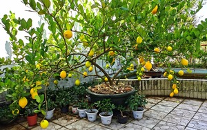 Trồng chanh trên ban công, 7 năm qua, cây xòe tán 2m, 4 mùa ra quả vàng rực