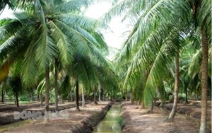 Vùng đất này ở Bến Tre, nông dân trồng vườn dừa đẹp mê tơi, hái trái xuống bán đắt hơn dừa thường