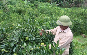 Một Giám đốc HTX ở Sơn La bỏ cà phê trồng cây ăn quả, tiền thu về nhiều hơn