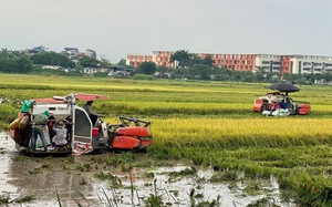 Niềm vui bội thu của nông dân quận Long Biên