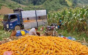 Giá thức ăn chăn nuôi "không chịu giảm", doanh nghiệp bắt tay xây dựng vùng nguyên liệu ở Tây Nguyên