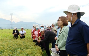 Những giống lúa mới "bén duyên" với vùng cao Sơn La