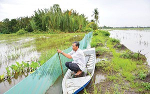 Nuôi cá trên đồng mùa nước nổi miền Tây, chả phải cho ăn, nông dân Kiên Giang sau 3 tháng bắt lên bán