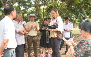 Kiểm tra vùng trồng nhãn ở Đồng Tháp được cấp mã số vùng trồng xuất khẩu thị trường Hoa Kỳ