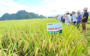 Bộ ba giống lúa chất lượng cao của Vinaseed được nông dân Sơn La ưa chuộng là những giống lúa gì?