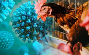 Ca cúm A/H5N1 tại Phú Thọ: Ăn gia cầm bệnh, bé gái suy đa tạng, sốc nhiễm khuẩn