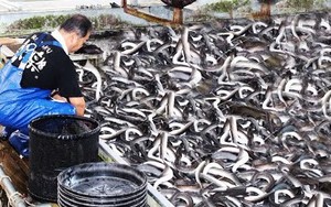 Cách khai thác và xử lý lươn thủy tinh Nhật Bản