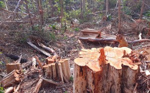 Kon Tum: Bắt tạm giam 2 nhân viên bảo vệ rừng