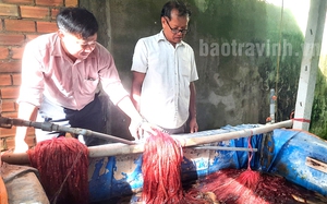 Nuôi con đặc sản, thò tay xuống sờ thấy toàn con to, bác nông dân Trà Vinh thu nhập tốt, trả lương khá