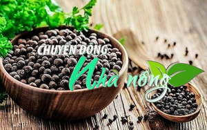 Chuyển động Nhà nông 22/10: Vượt Sri Lanka, Việt Nam trở thành nước xuất khẩu tiêu lớn nhất vào Ấn Độ