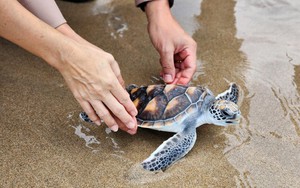 Thái Lan thúc đẩy du lịch bền vững: Thả rùa biển, cua hoa về với tự nhiên