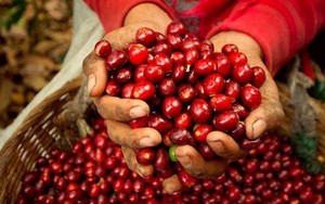 Giá cà phê sẽ tiếp tục giảm, dự báo "nóng" về vụ thu hoạch của Việt Nam