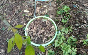 Kon Tum: 6 hộ dân bị trộm mất 100 cây sâm Ngọc Linh quý
