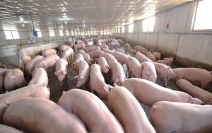 Giá lợn hơi vẫn xu hướng giảm, người chăn nuôi lo sợ bị ảnh hưởng theo đà tiêu cực