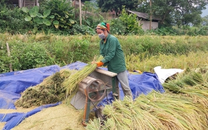 Nông dân Hòa Bình thu hoạch lúa mùa, gieo trồng vụ Đông