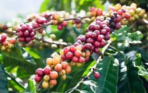 Xuất khẩu cà phê Việt sang thị trường Tây Ban Nha 9 tháng tăng vọt 2 con số