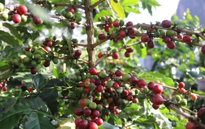 Quả sai chi chít, giá tăng, nông dân trồng cà phê "trúng lớn"